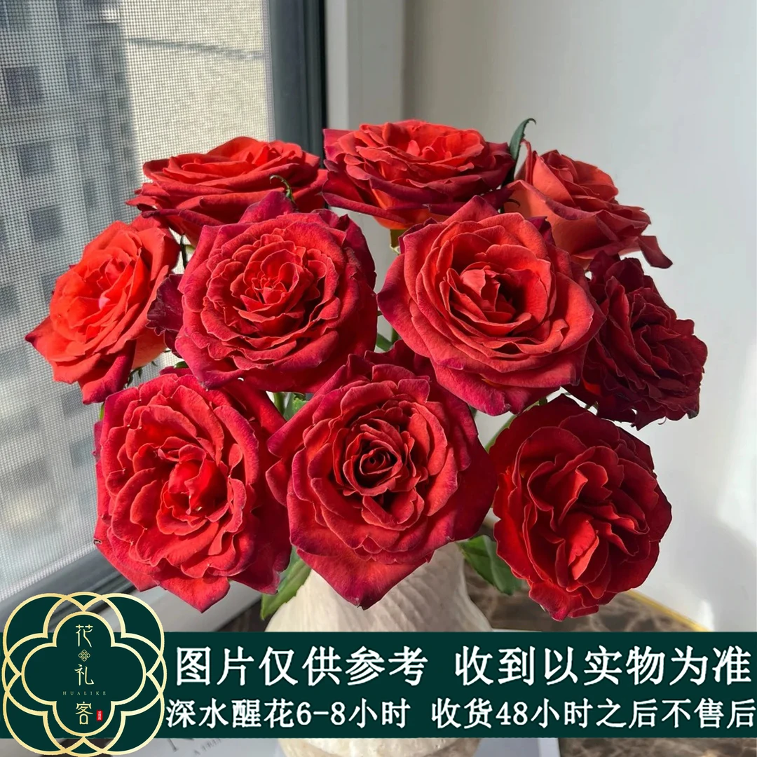 云花巷#单头玫瑰 【咖啡屋】鲜花优选 顺丰直发