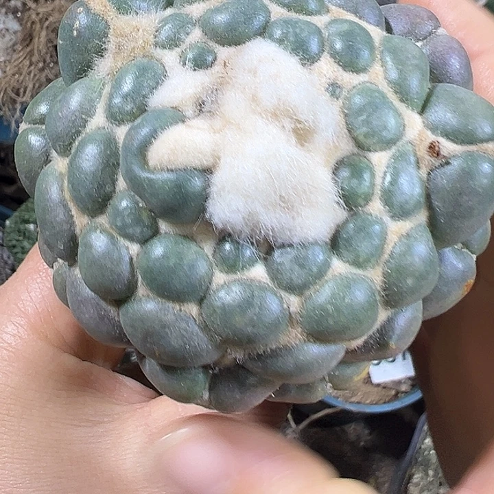 无刺象牙014仙球球开花