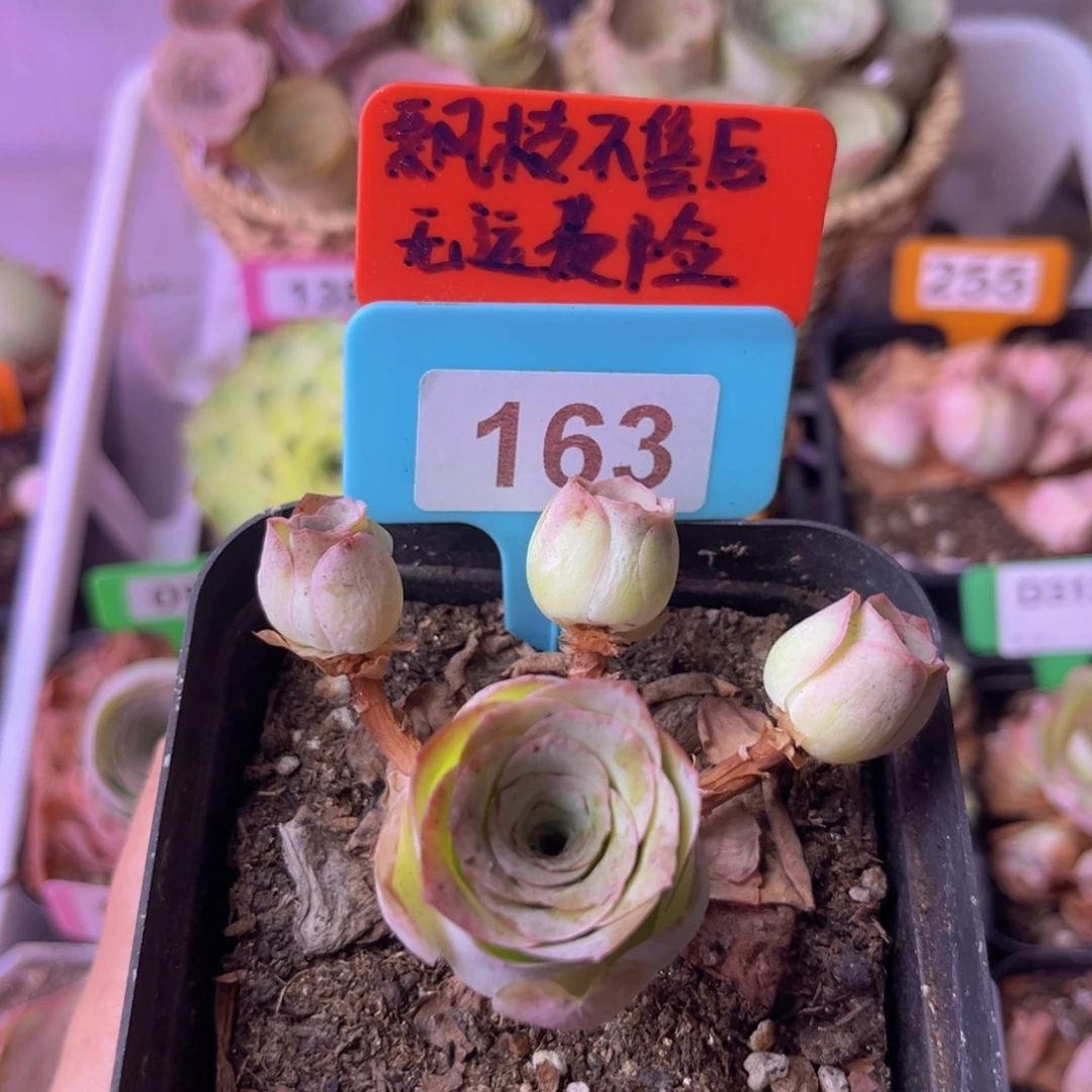 多头玫瑰一物一拍163