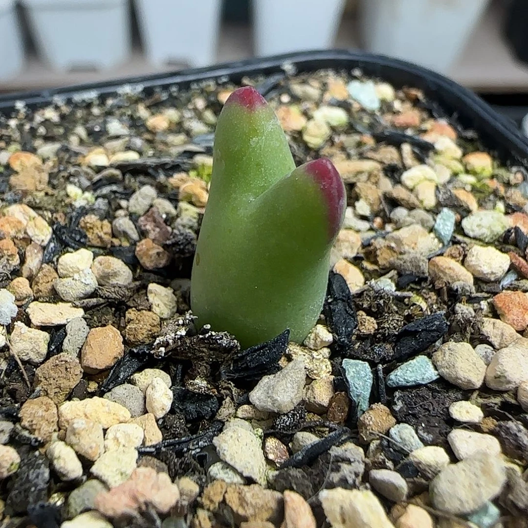 多肉植物元旦大漏106号