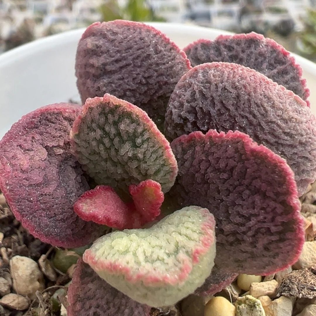 老桩实生多肉植物49