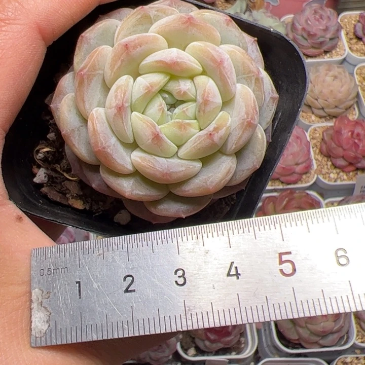 ?****?671 多肉植物组合