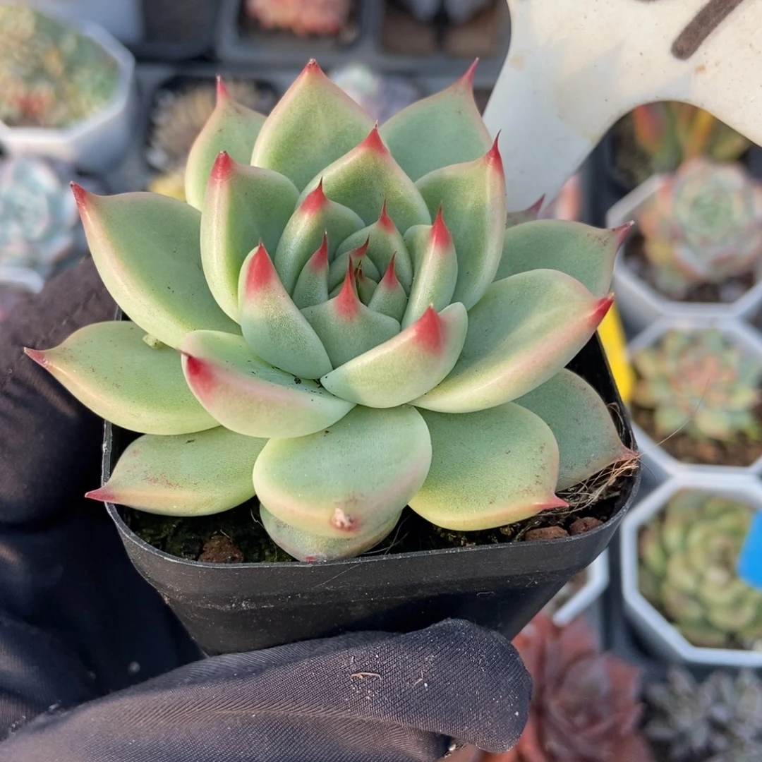 961托斯卡多肉植物