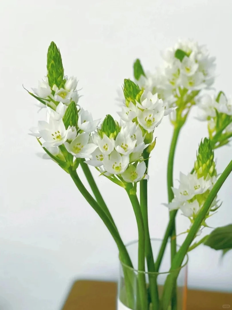 【源头优选】雀梅-任意2单鲜花包邮 发货后不支持退款