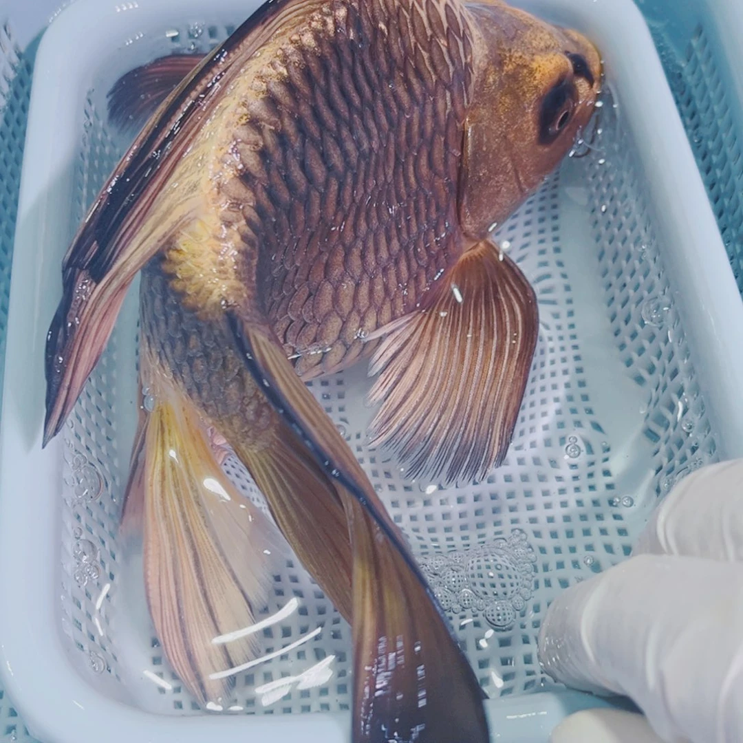 锦鲤锦鲤冷水鱼观赏129