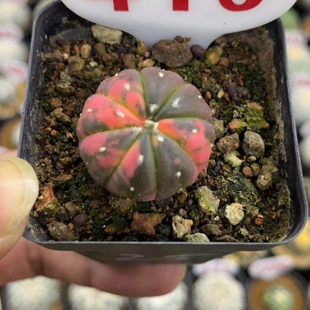 410紫皮红兜锦福利