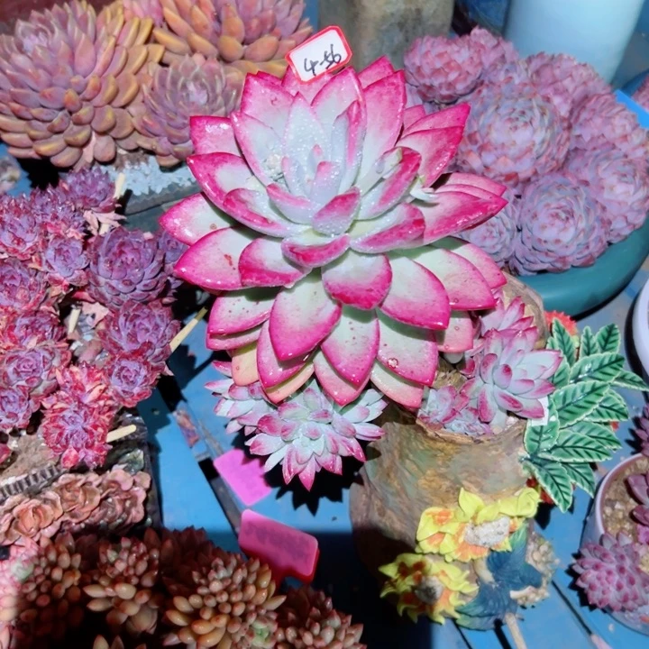 萌****精品多肉植物老桩