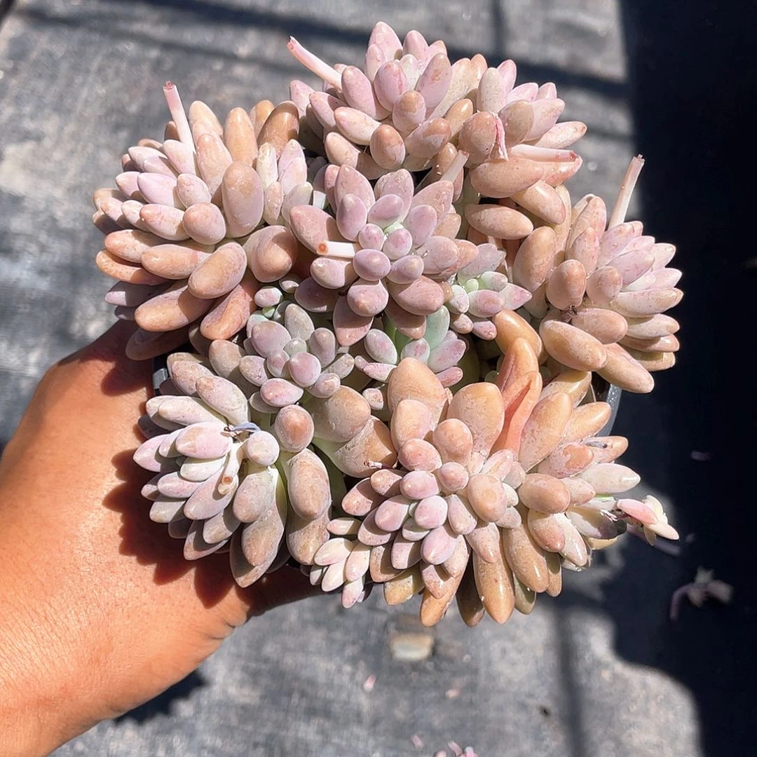 星黛露多肉带盆发货