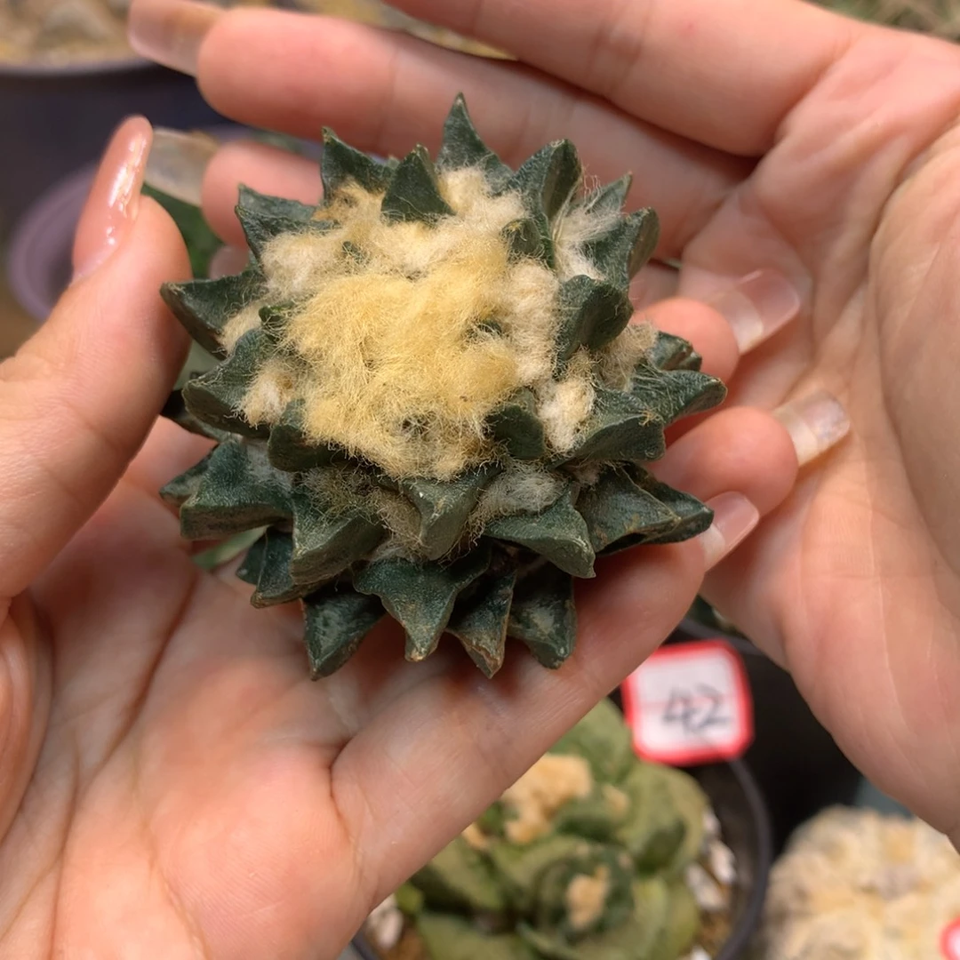 43号 苗接龙角6公分 无根
