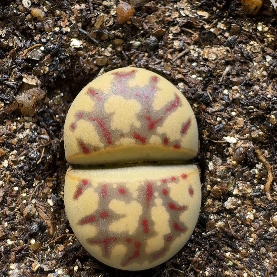 生石花111111。   338