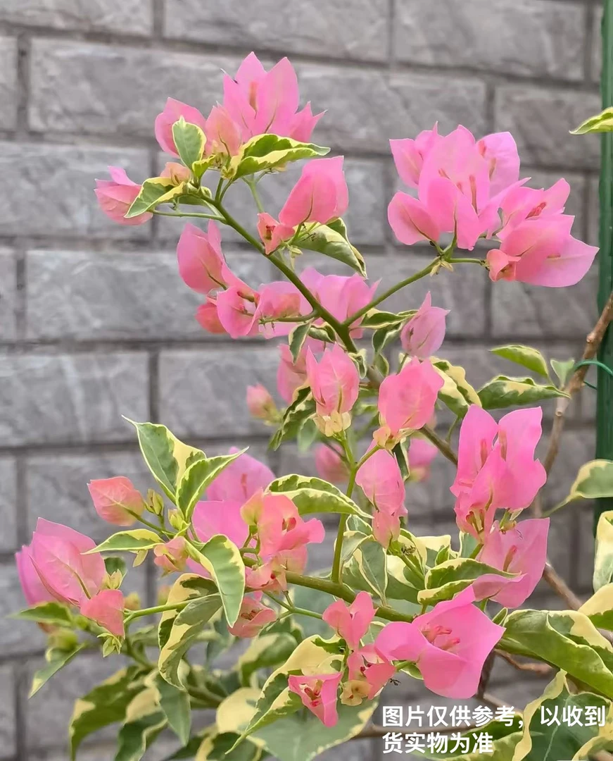 【粉马斯蜡染粉】【包售后一个月】【包对版】三角梅四季开花爬藤