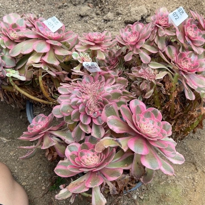 女*氓倾城三颗朵缀多肉植物071-72-73