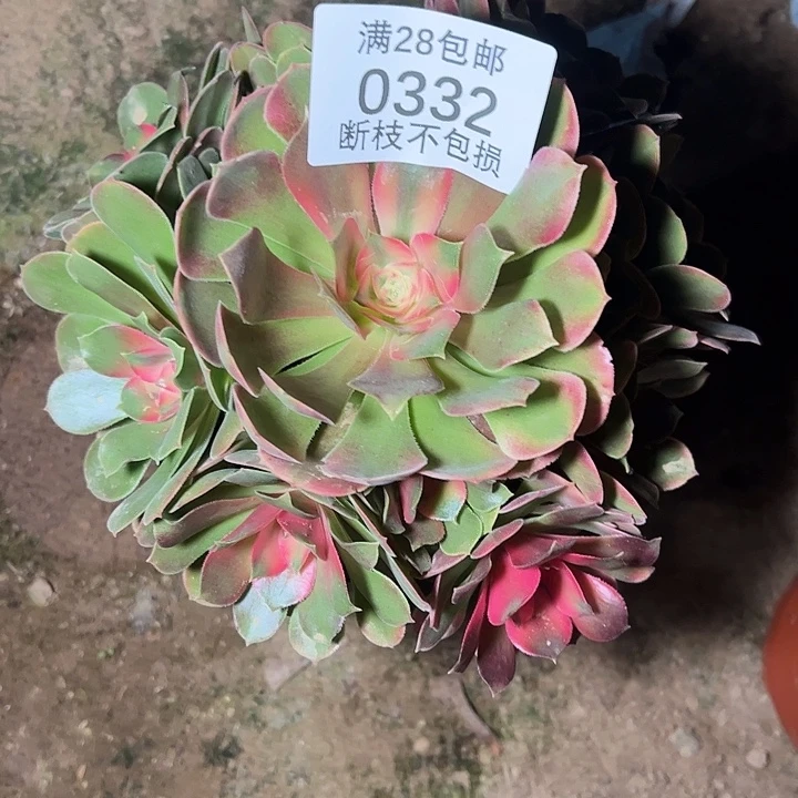 0332香妃多肉植物