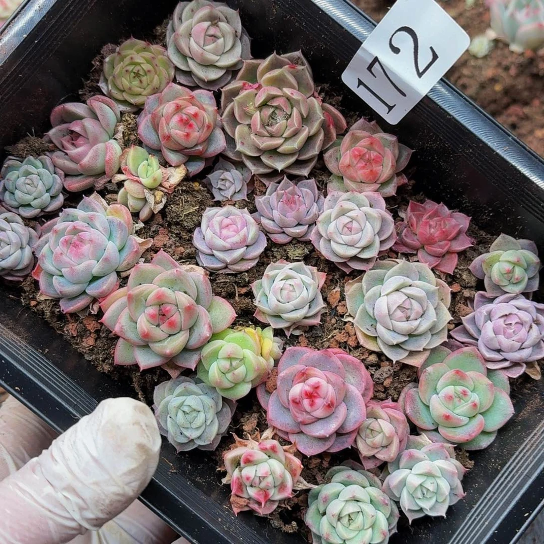 多肉植物多肉植物172