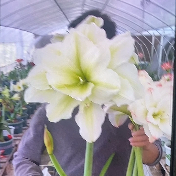 玛丽琳6厘米朱顶红