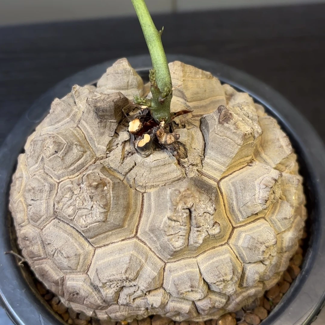 8号龟甲龙带盆包邮