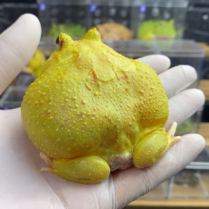 角蛙461号超皮加盒子