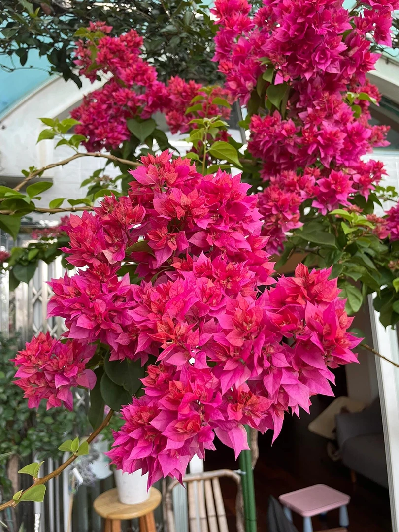 【重瓣红】盆栽三叶梅苗四季室内庭院阳台耐寒三角梅老桩直发