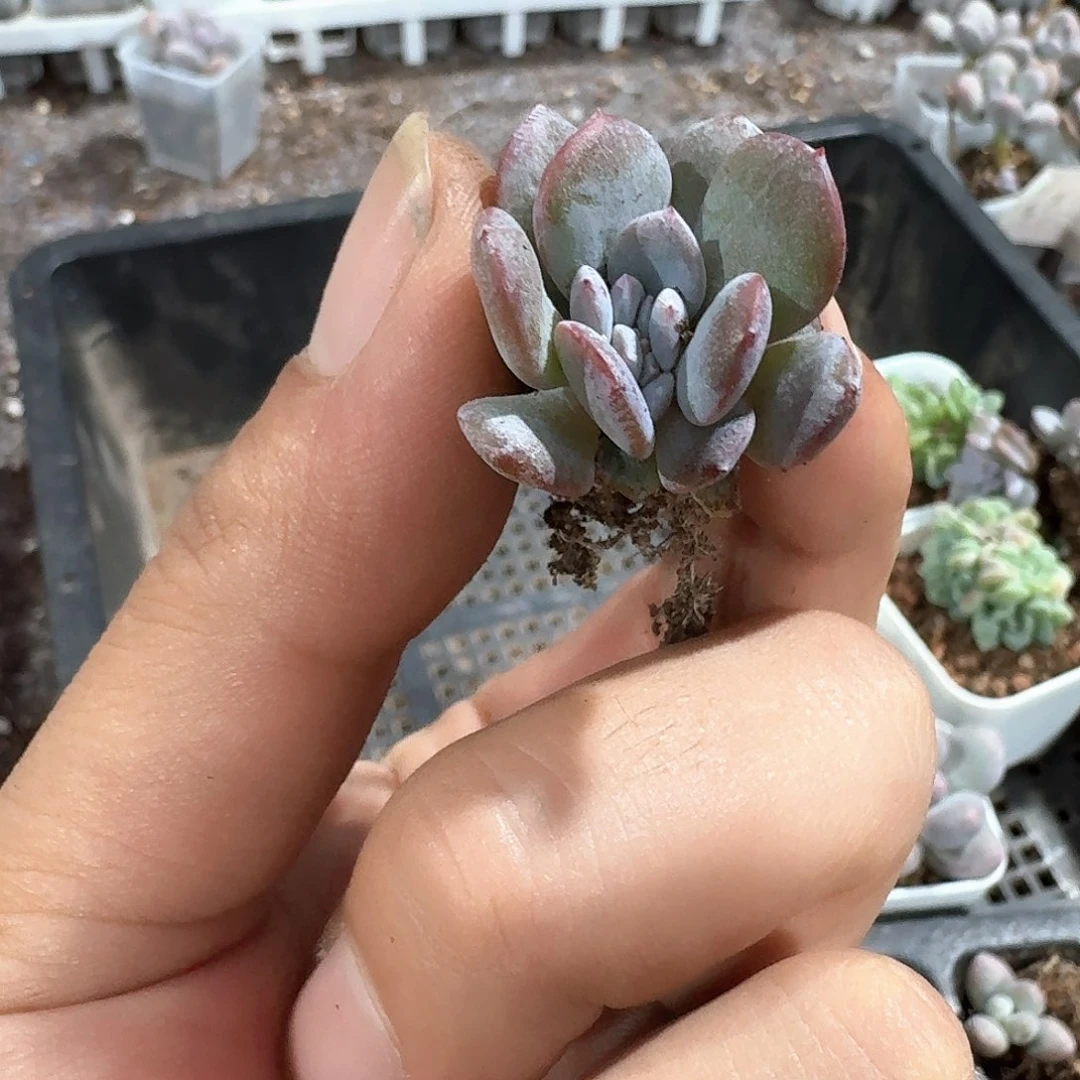 货架一物一拍专拍