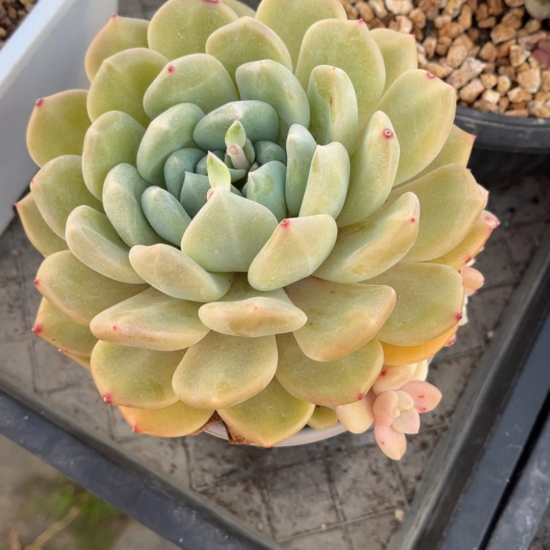 多肉植物多肉植物