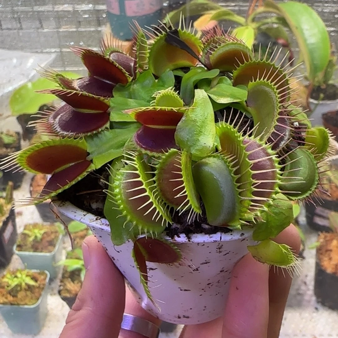 静***思无花朵专拍捕蝇草