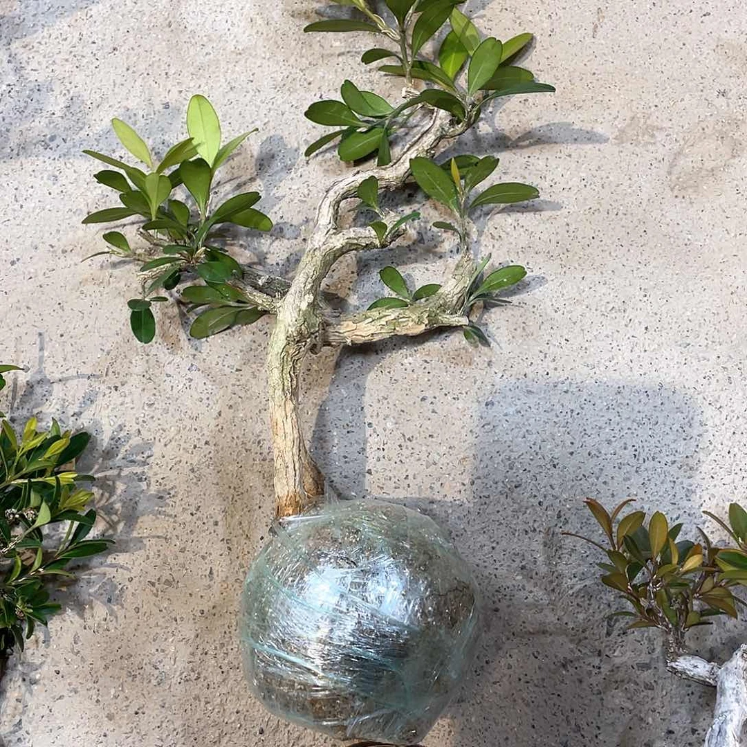 红陶家*一起为小仙女助力加油哦