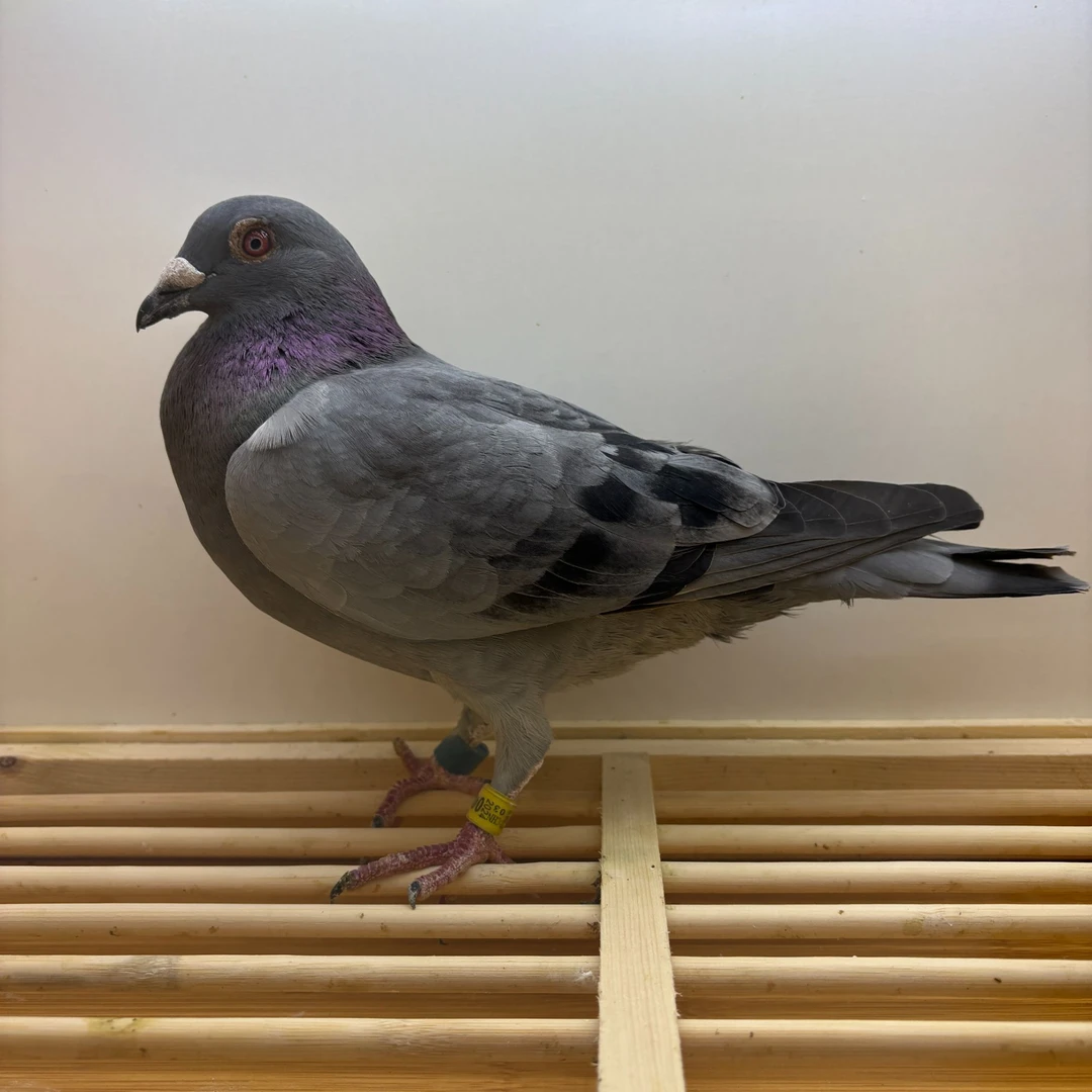 信鸽 赛鸽 成绩鸽 草窝