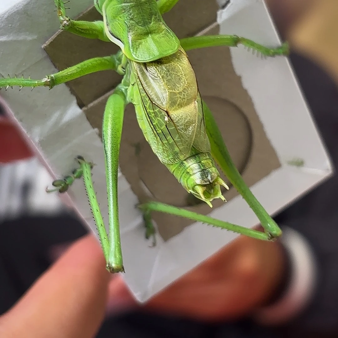 富***o蝈蝈蝈蝈福福价格