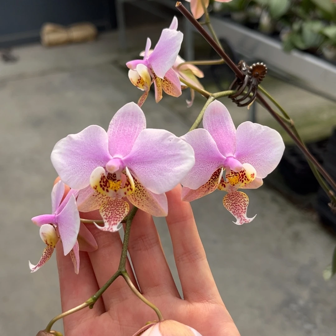 完全开放2.5寸23pu开花株