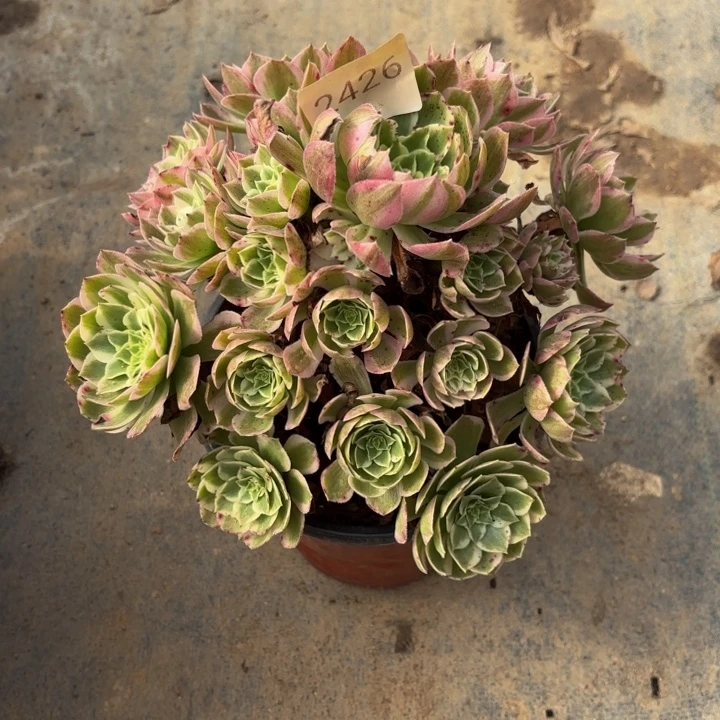 孔雀翎多肉处理不包断头2426