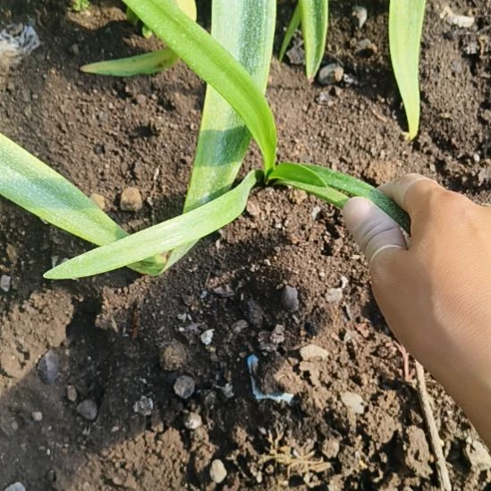 完全开放初见1.5左右一颗