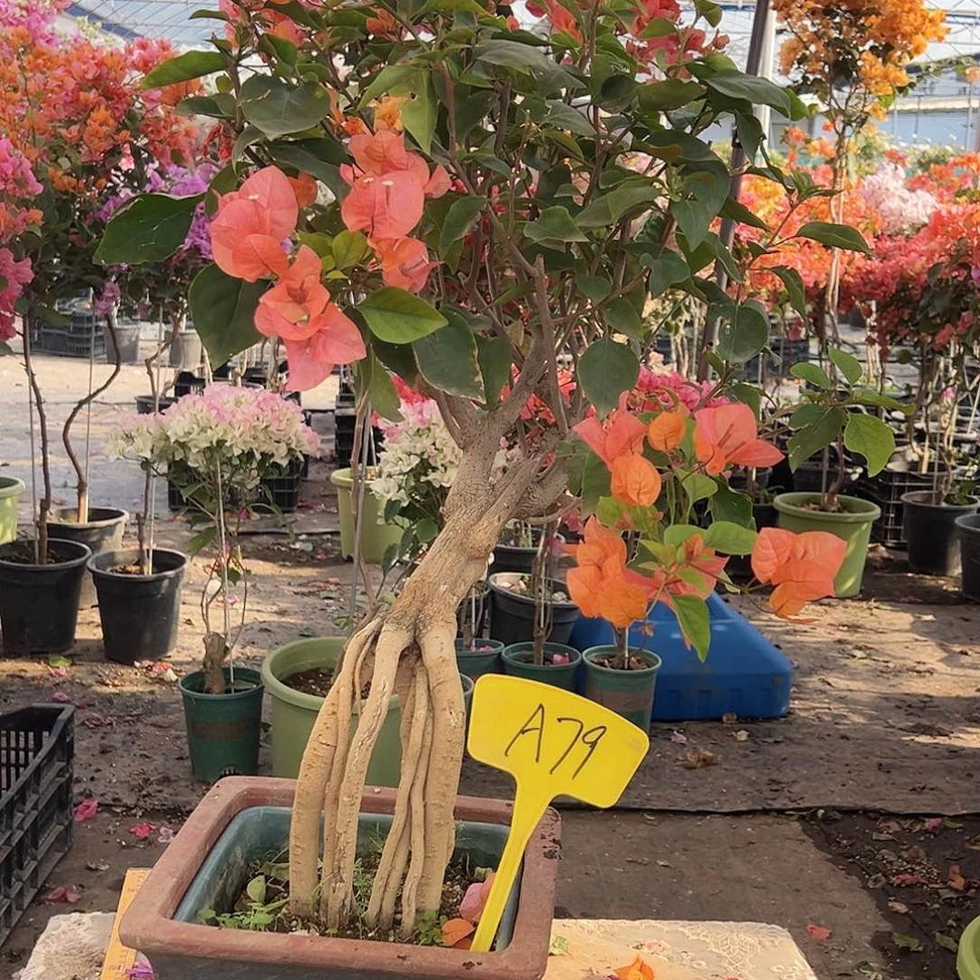 大部分花苞少量开放A79波妹