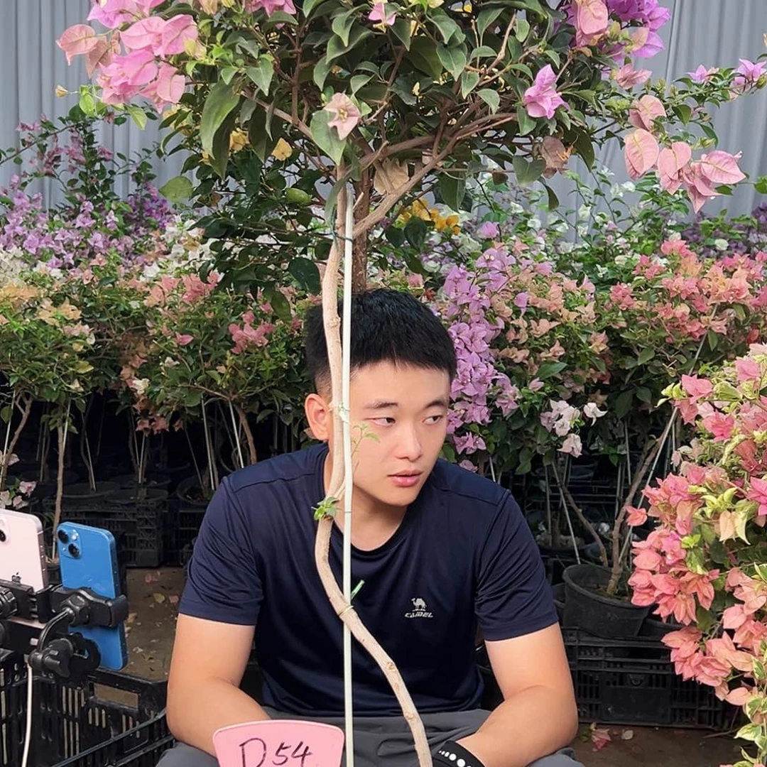 芹***大部分花苞少量开放D54巴西紫