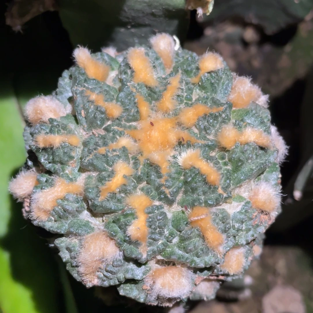 不***。金毛龟甲牡丹 673 仙人球