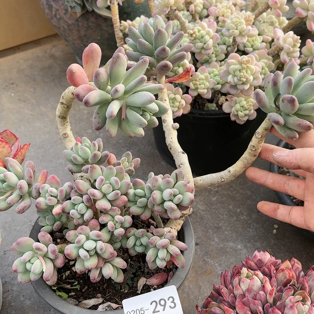 同温层多肉苹果奶293