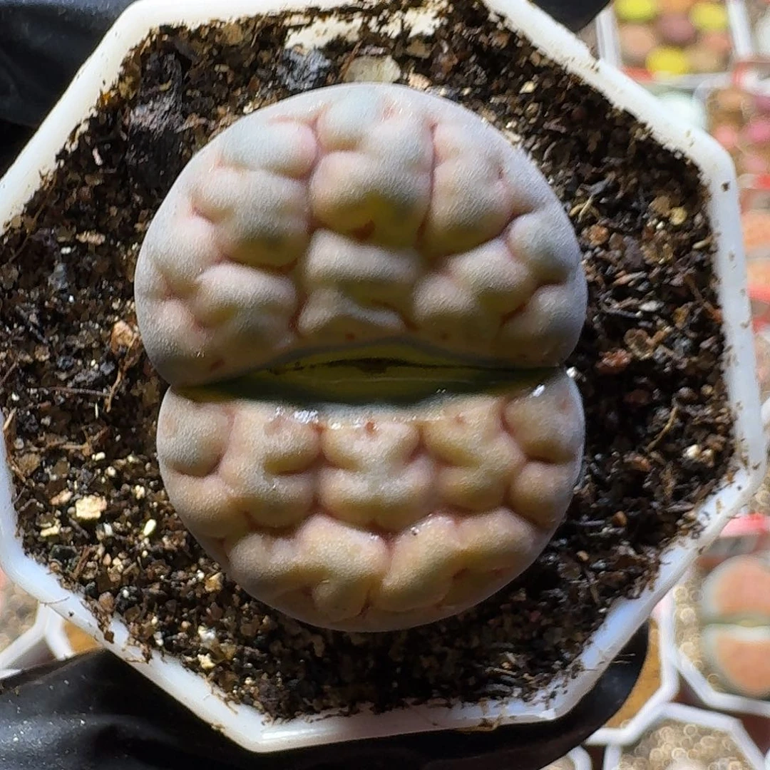 生石花33:：：。  16号