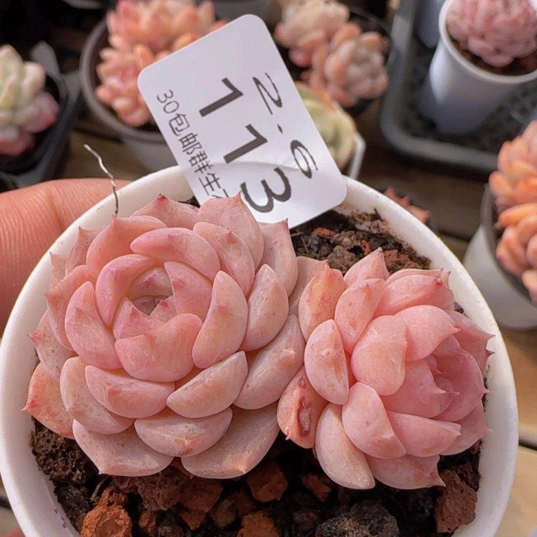 冰魄双头一颗脱土