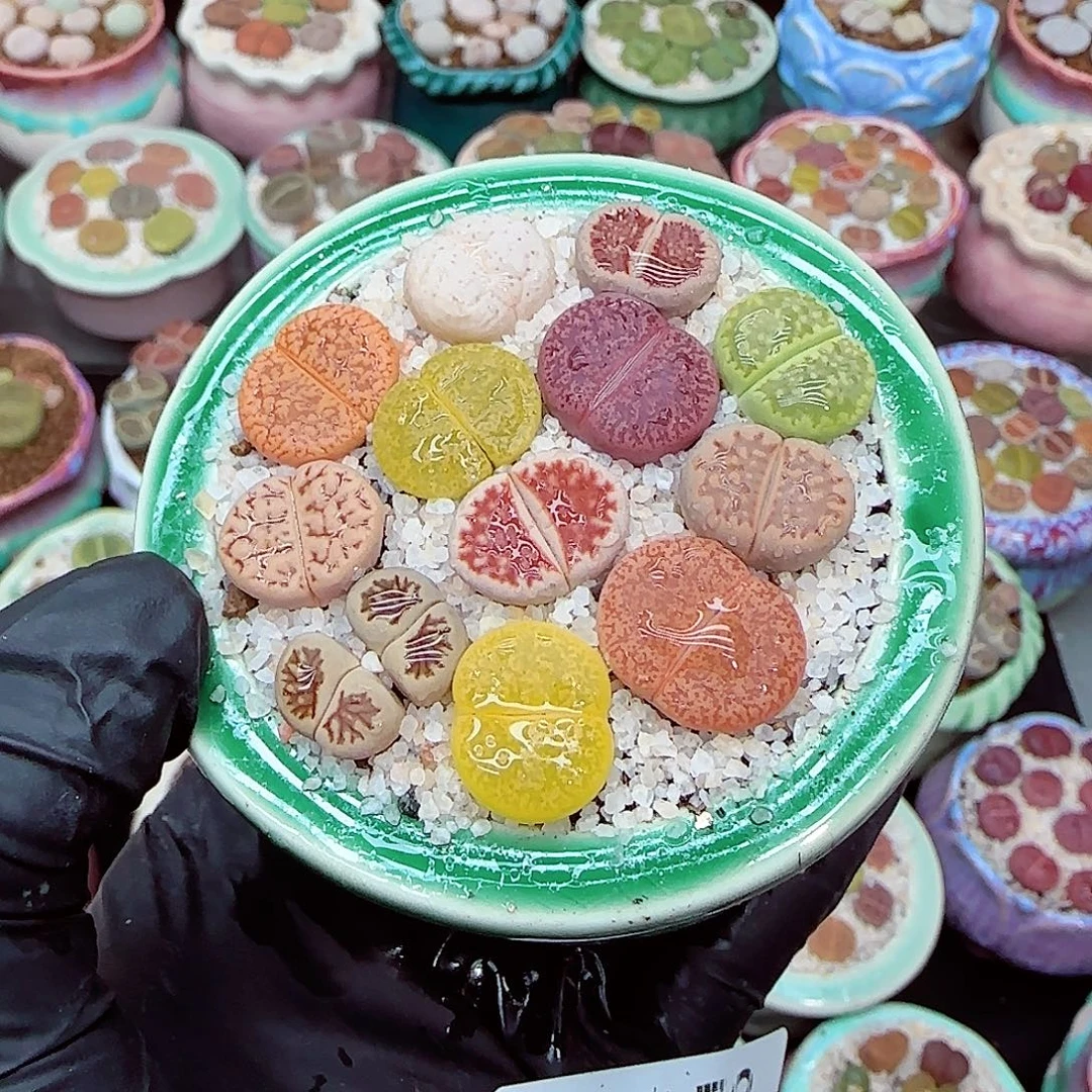 生石花满18包邮0104-79