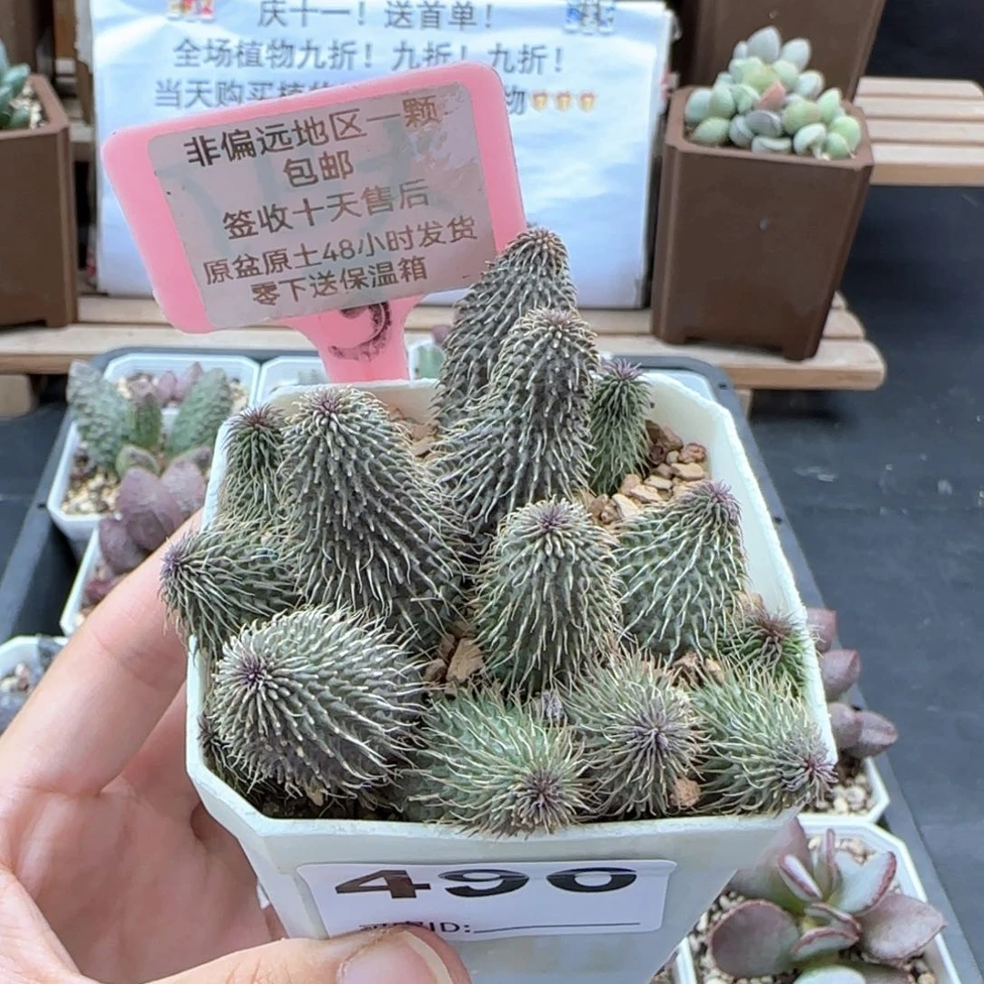 496阿修罗多肉植物