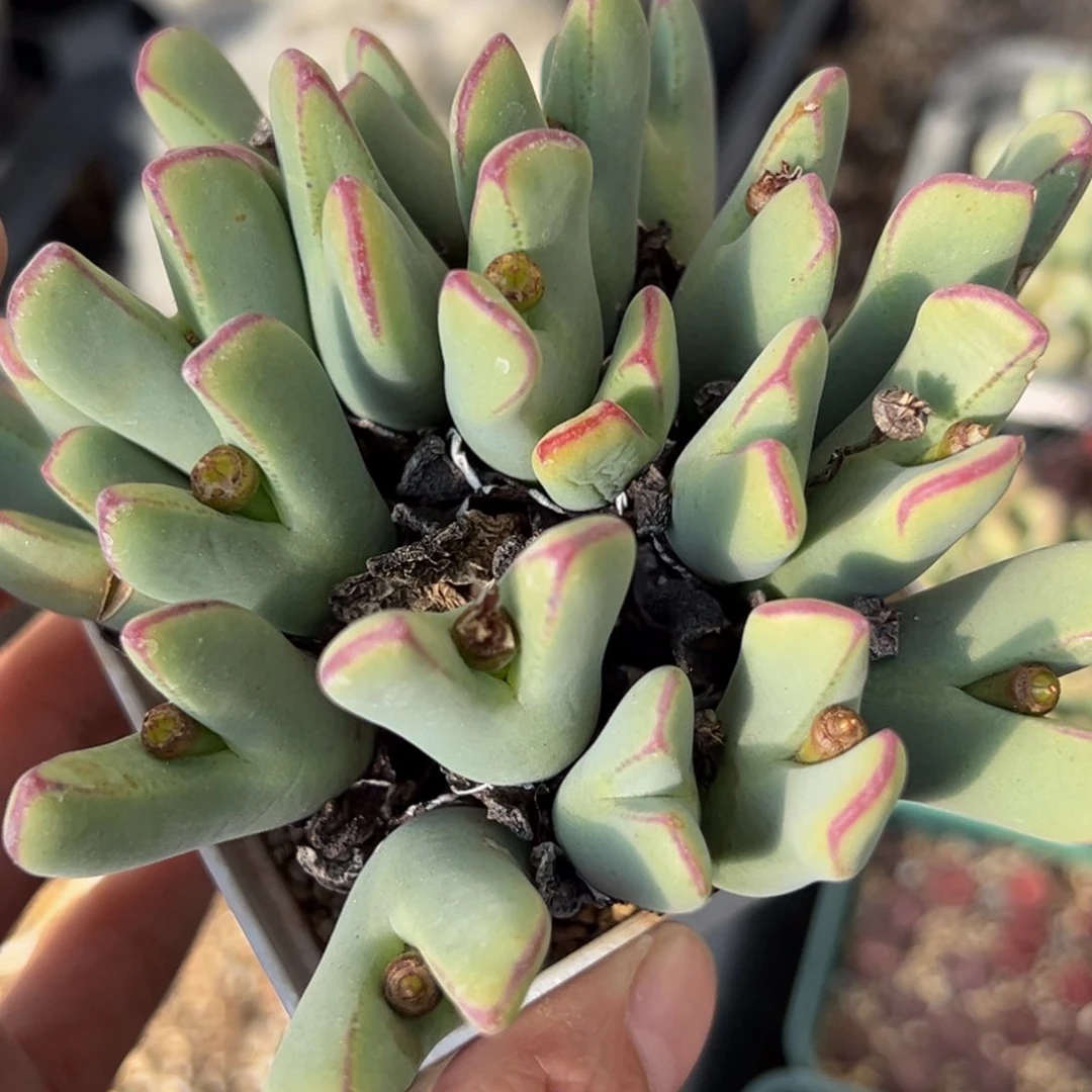 多肉植物111111111111111