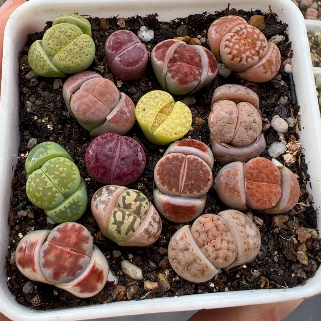 3.3好看的多肉脱土发货221