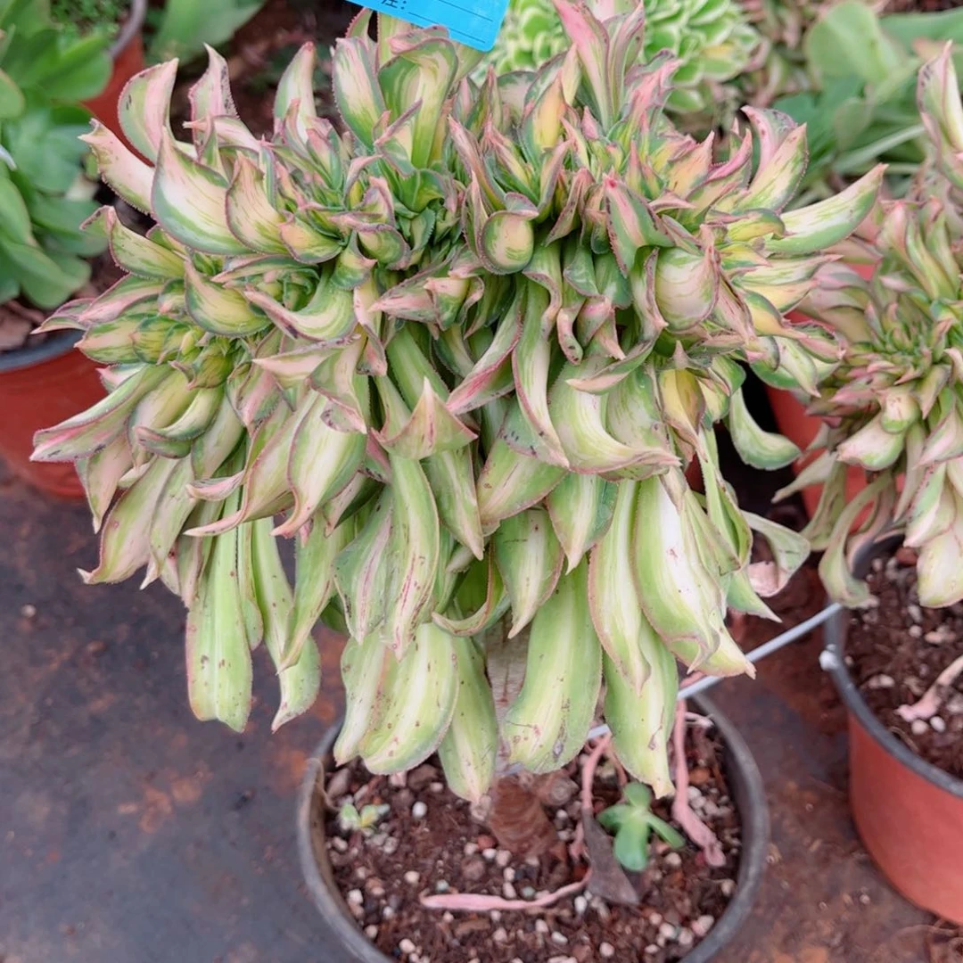 多肉植物325幻彩