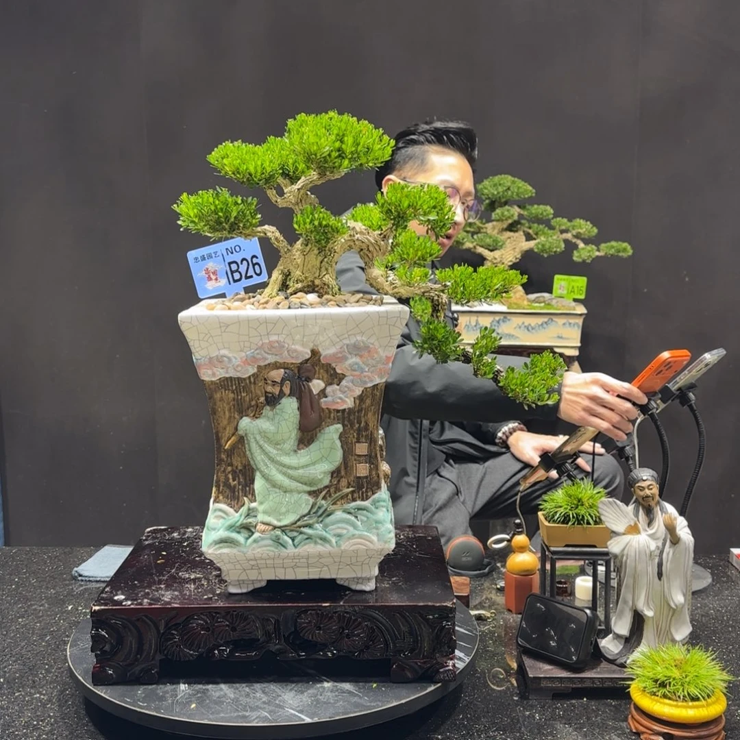 以实际为准黄杨室内室外盆景艺术