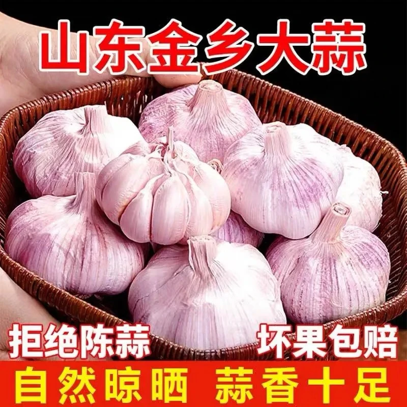 【25年大蒜】当季采摘金乡新干蒜紫皮白皮多瓣大蒜整箱发大蒜蒜种