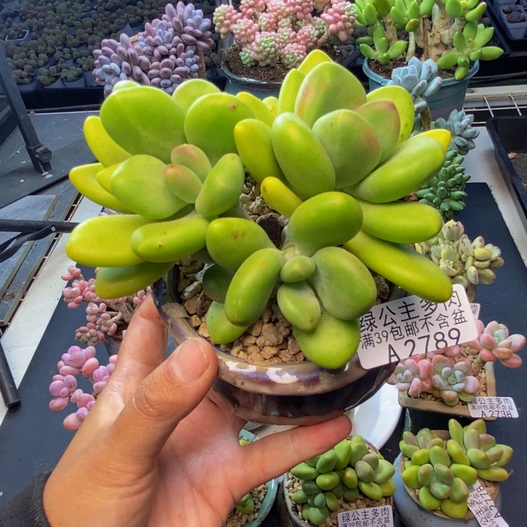 789金蝉芒果奶多肉10c m