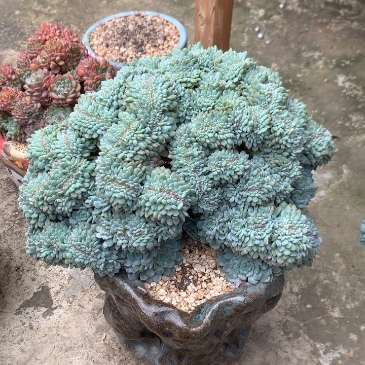 多肉植物白胖子树缀29cm18cm放漏