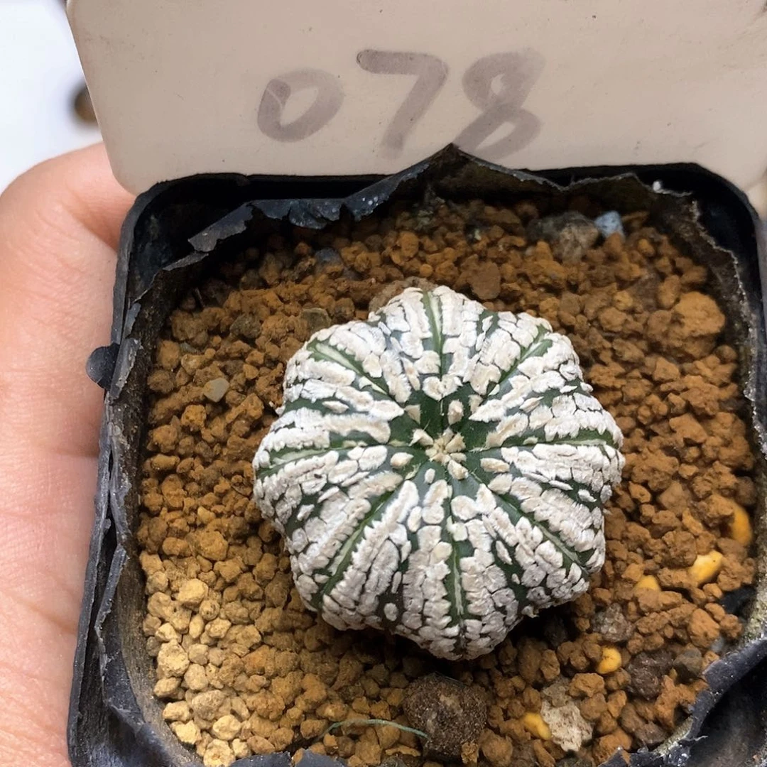 开播特价款福利了特价咯