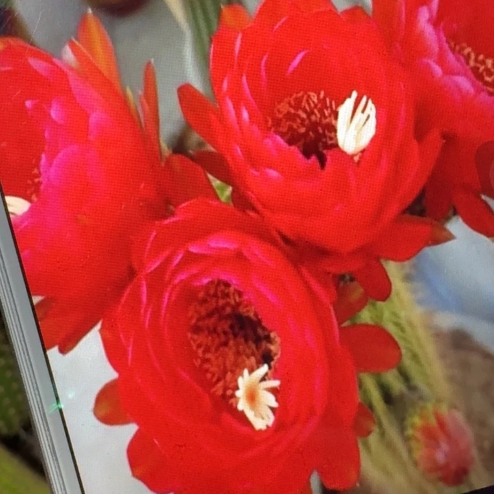 樱桃红侧芽5公分毛花柱