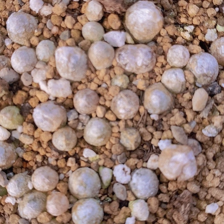 小灯泡1颗0.7厘米。