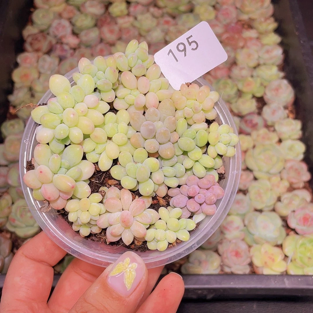 195。樱花奶酪。 18 包邮